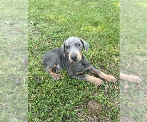 Medium Photo #2 Doberman Pinscher Puppy For Sale in GAINESVILLE, VA, USA