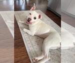 Small #4 American Pit Bull Terrier Mix