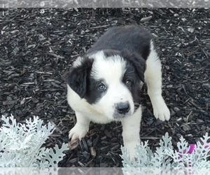 Border-Aussie Puppy for Sale in ALMA, Georgia USA