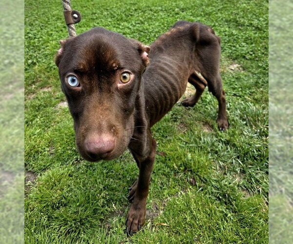 Medium Photo #1 Mutt Puppy For Sale in Long Beach, CA, USA