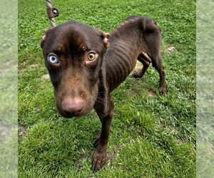 Mutt Dogs for adoption in Long Beach, CA, USA