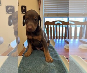 Doberman Pinscher Puppy for sale in PECK, KS, USA
