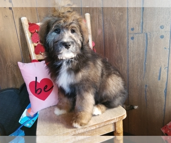 Full screen Photo #5 Bernedoodle Puppy For Sale in COLORADO SPRINGS, CO, USA