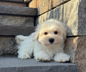 Bichon Frise Puppy for sale in CANOGA, NY, USA