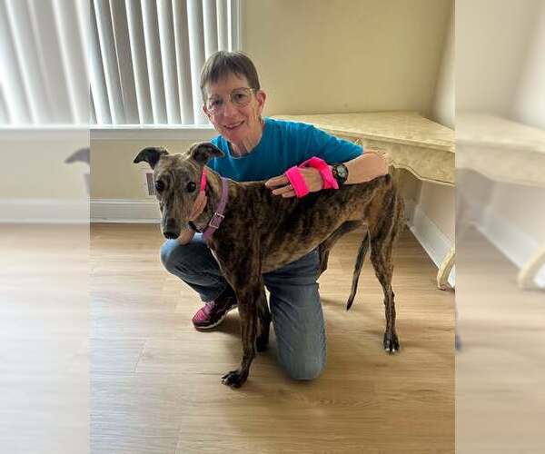 Medium Photo #5 Greyhound Puppy For Sale in Cherry Hill, NJ, USA