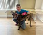 Small #4 Greyhound
