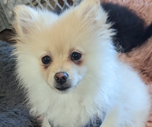 Pomeranian Puppy for sale in LELAND, NC, USA