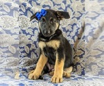 Small Photo #2 German Shepherd Dog Puppy For Sale in LINCOLN UNIV, PA, USA