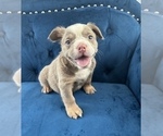 Small Photo #13 English Bulldog Puppy For Sale in CHARLOTTESVILLE, VA, USA