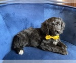 Small Photo #16 Golden Mountain Doodle  Puppy For Sale in AUBURNDALE, FL, USA