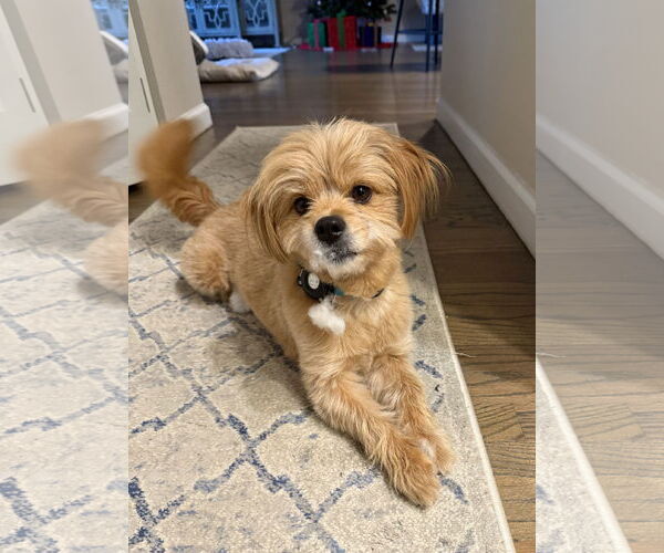 Medium Photo #1 Mutt Puppy For Sale in Arlington, VA, USA