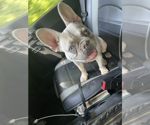 French Bulldog Puppy for sale in PORT NORRIS, NJ, USA