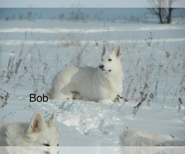 Medium Photo #1 German Shepherd Dog Puppy For Sale in DISPUTANTA, VA, USA