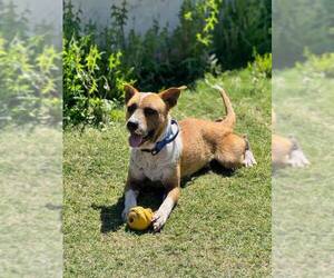ACE - Male Red Heeler-Unknown Mix Dog for Adoption - Photo #3