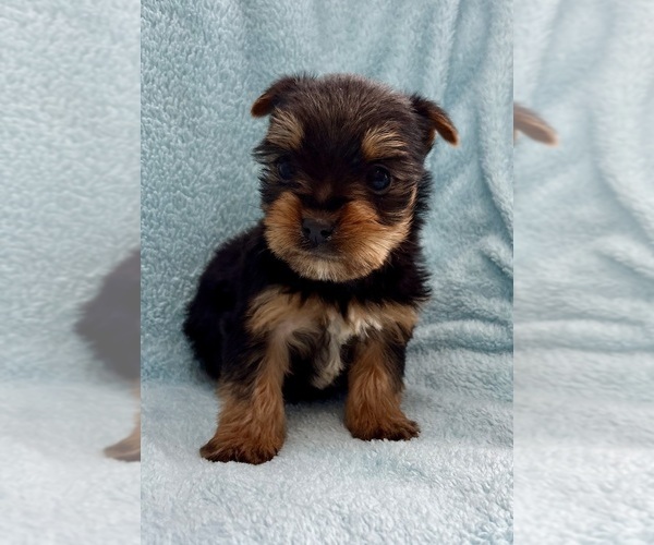 Medium Photo #9 Yorkshire Terrier Puppy For Sale in FAIR HAVEN, MI, USA