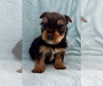 Small #8 Yorkshire Terrier