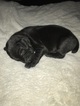 Small Photo #17 Vizsla-Weimaraner Mix Puppy For Sale in STANFORD, IL, USA
