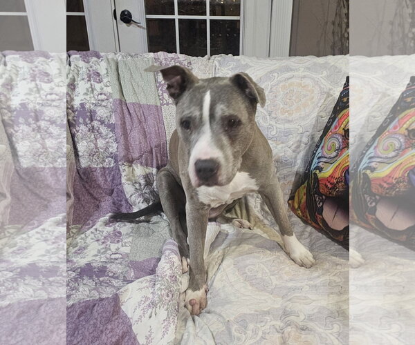 Medium Photo #1 Mutt Puppy For Sale in Crete, IL, USA