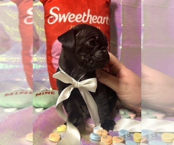 Medium Photo #5 Pug Puppy For Sale in MOUNT WASHINGTON, KY, USA