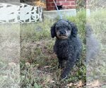 Small Photo #3 Poodle (Miniature) Puppy For Sale in HOPKINSVILLE/PRINCETON, KY, NH, USA