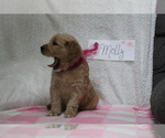 Small Photo #3 Goldendoodle Puppy For Sale in EVART, MI, USA