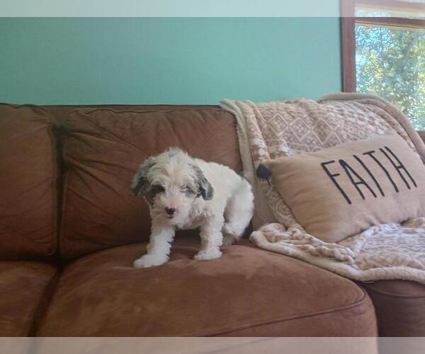 Medium Photo #20 Aussie-Poo Puppy For Sale in HOLMESVILLE, OH, USA