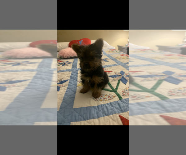 Medium Photo #4 Yorkshire Terrier Puppy For Sale in FORT WORTH, TX, USA