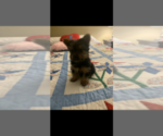 Small Photo #4 Yorkshire Terrier Puppy For Sale in FORT WORTH, TX, USA