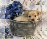 Small #9 Chihuahua