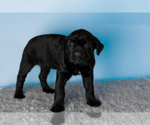 Medium Photo #4 Cane Corso Puppy For Sale in BOURBON, IN, USA