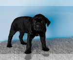 Small #3 Cane Corso