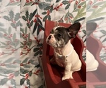 Small Photo #4 French Bulldog Puppy For Sale in CHIEFLAND, FL, USA