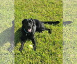 Small Labrador Retriever