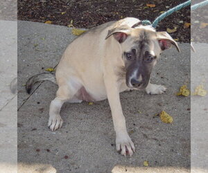 Squash - Female German Shepherd Dog-Mountain Cur Mix Dog for Adoption - Photo #2