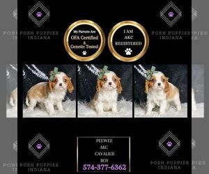 Medium Cavalier King Charles Spaniel
