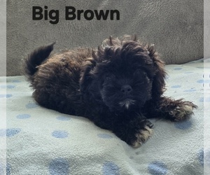 Pom-A-Poo Puppy for sale in FREMONT, MI, USA