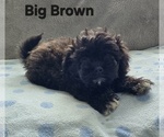 Image preview for Ad Listing. Nickname: Big Brown