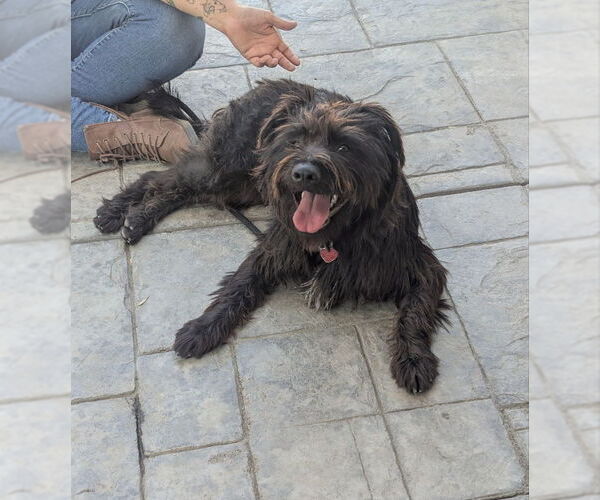 Medium Photo #3 Cairn Terrier-Unknown Mix Puppy For Sale in San Diego, CA, USA