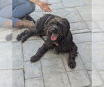 Small #2 Cairn Terrier Mix