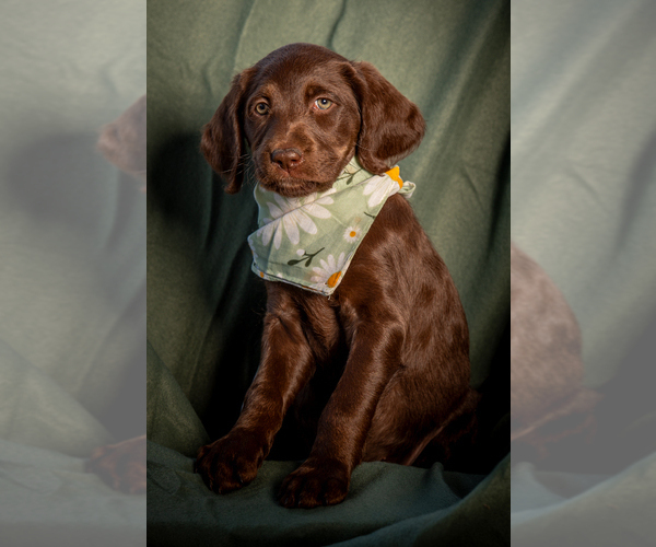 Medium Photo #4 Labradoodle Puppy For Sale in DEEPWATER, MO, USA