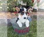 Small #2 Pembroke Welsh Corgi
