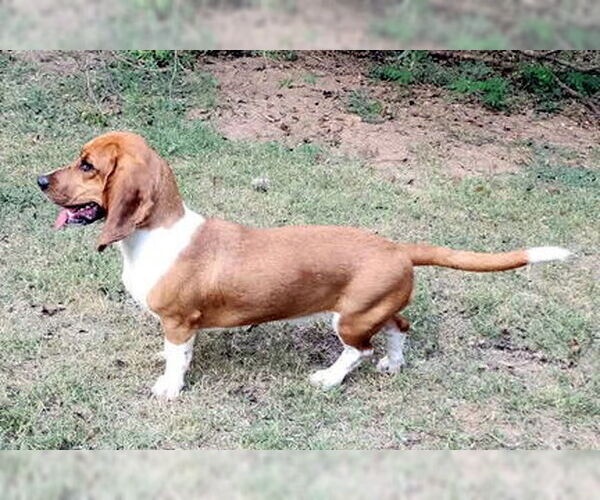 Medium Photo #4 Basset Hound Puppy For Sale in Deepwater, NJ, USA