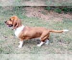 Small #3 Basset Hound