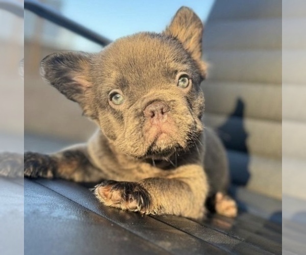 Medium Photo #2 French Bulldog Puppy For Sale in KANSAS CITY, MO, USA