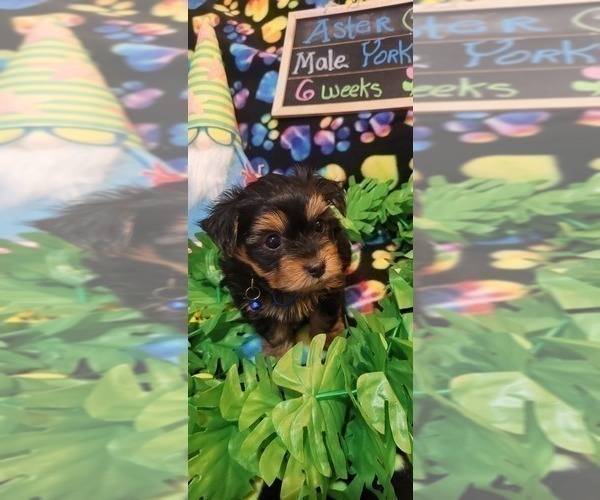 Medium Photo #88 Yorkshire Terrier Puppy For Sale in AKRON, OH, USA