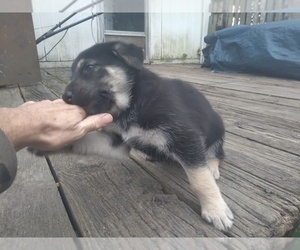 German Shepherd Dog Puppy for sale in NEW BERN, NC, USA