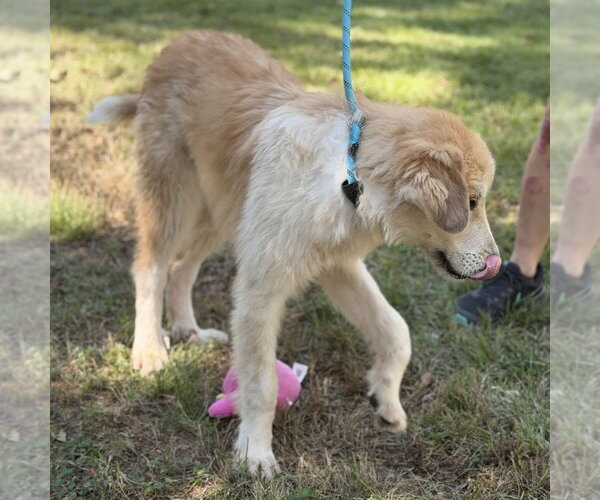 Medium Photo #3 Golden Retriever Puppy For Sale in Yardley, PA, USA
