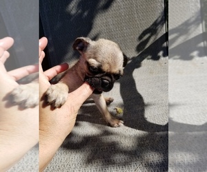 Pug Puppy for sale in WILLIAMSBURG, CO, USA