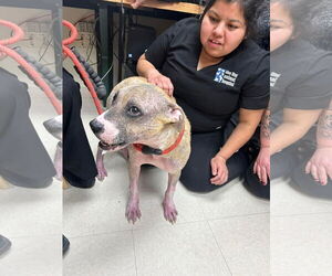 Phoebe - Female Bulldog-Staffordshire Bull Terrier Mix Dog for Adoption - Photo #6