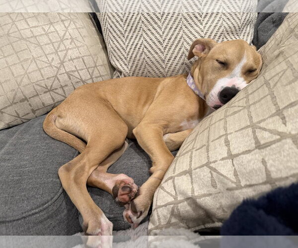 Medium Photo #4 American Pit Bull Terrier-Unknown Mix Puppy For Sale in Germantown, OH, USA
